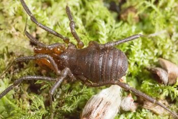Media type: image; Invertebrate Zoology 138077